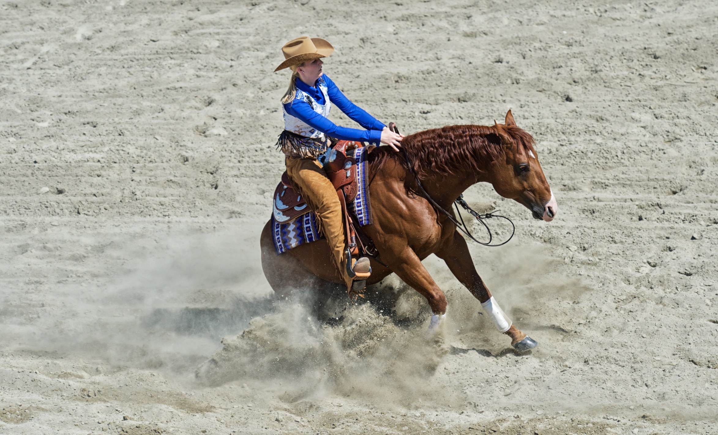 Tinseltownsmokingun no bridle