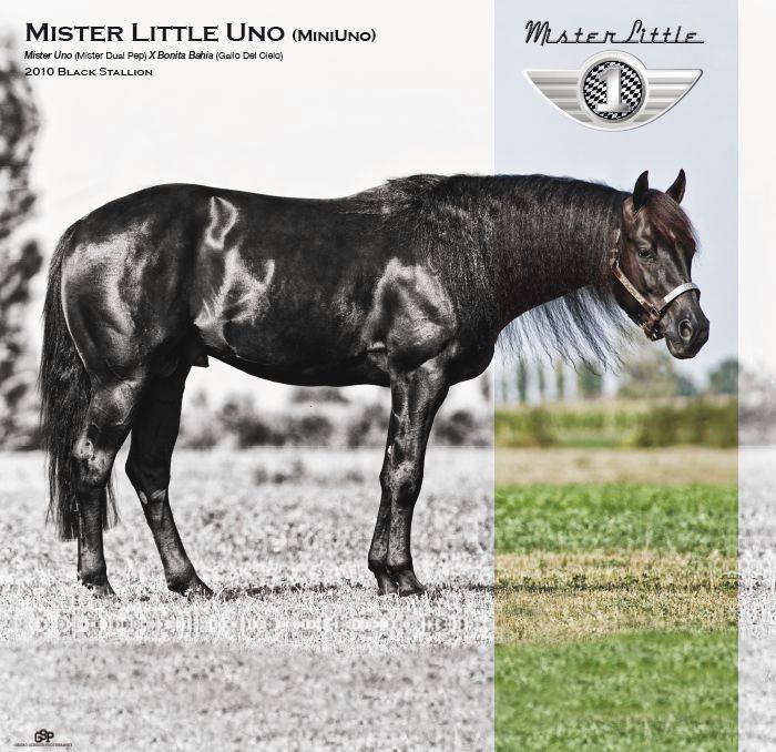 MisterLittleUno